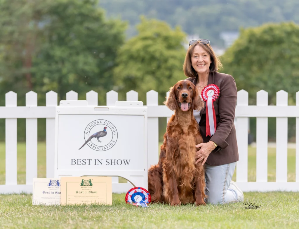 BIS Nat Gundog National Gundog 2025 SH.Champion Thendara Big Love JW Best in Show at National Gundog Association 3rd August 2025